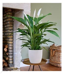 51918KoCrkL._SL500_