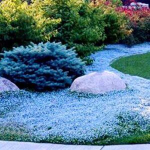 Bodendecker Samen für eine bunte Gartengestaltung
